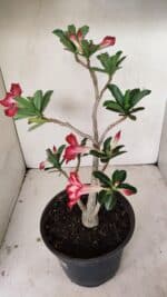 Planta Simples 3260 – 40cm – 03 anos - Imagem 7