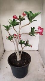 Planta Simples 3260 – 40cm – 03 anos - Imagem 6