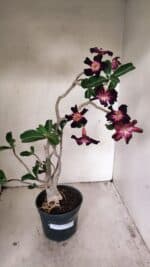 Planta Simples 3261 – 35cm – 03 anos - Imagem 2