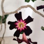 Planta Simples 3261 – 35cm – 03 anos