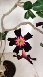 Planta Simples 3261 – 35cm – 03 anos