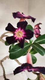 Planta Simples 3261 – 35cm – 03 anos - Imagem 5