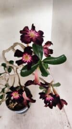 Planta Simples 3261 – 35cm – 03 anos - Imagem 6