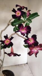 Planta Simples 3261 – 35cm – 03 anos - Imagem 4