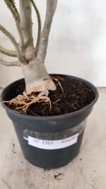 Planta Simples 3261 – 35cm – 03 anos - Imagem 9