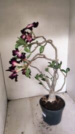 Planta Simples 3261 – 35cm – 03 anos - Imagem 8