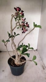 Planta Simples 3261 – 35cm – 03 anos - Imagem 7