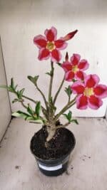 Planta Simples 3262 – 35cm – 03 anos - Imagem 2