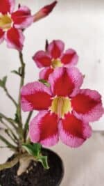 Planta Simples 3262 – 35cm – 03 anos - Imagem 3