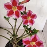 Planta Simples 3262 – 35cm – 03 anos