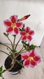 Planta Simples 3262 – 35cm – 03 anos