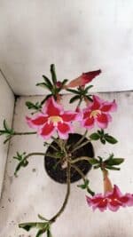 Planta Simples 3262 – 35cm – 03 anos - Imagem 5