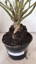 Planta Simples 3262 – 35cm – 03 anos - Imagem 8