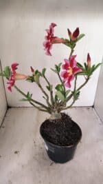 Planta Simples 3262 – 35cm – 03 anos - Imagem 7