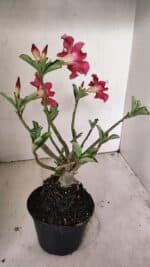 Planta Simples 3262 – 35cm – 03 anos - Imagem 6