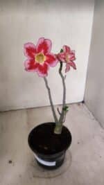 Planta Simples 3264 – 30cm – 02 anos - Imagem 2