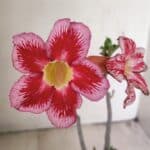 Planta Simples 3264 – 30cm – 02 anos