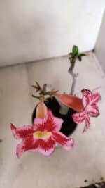 Planta Simples 3264 – 30cm – 02 anos - Imagem 4