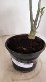 Planta Simples 3264 – 30cm – 02 anos - Imagem 6