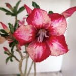 Planta Simples 3265 – 40cm – 03 anos