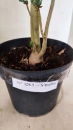 Planta Simples 3265 – 40cm – 03 anos - Imagem 5