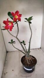 Planta Simples 3266 – 40cm – 03 anos - Imagem 2