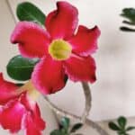 Planta Simples 3266 – 40cm – 03 anos