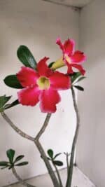 Planta Simples 3266 – 40cm – 03 anos - Imagem 4