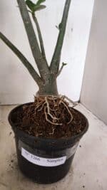 Planta Simples 3266 – 40cm – 03 anos - Imagem 8