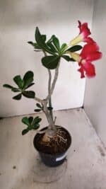 Planta Simples 3266 – 40cm – 03 anos - Imagem 6