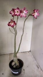 Planta Simples 3267 – 40cm – 03 anos - Imagem 2