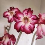 Planta Simples 3267 – 40cm – 03 anos