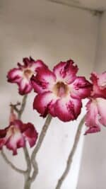 Planta Simples 3267 – 40cm – 03 anos