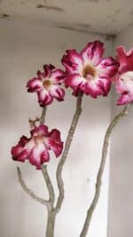 Planta Simples 3267 – 40cm – 03 anos - Imagem 4