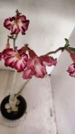 Planta Simples 3267 – 40cm – 03 anos - Imagem 5