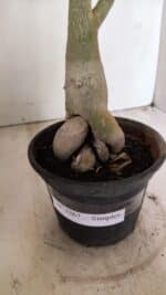 Planta Simples 3267 – 40cm – 03 anos - Imagem 9