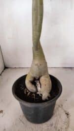 Planta Simples 3267 – 40cm – 03 anos - Imagem 8