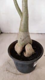 Planta Simples 3267 – 40cm – 03 anos - Imagem 7