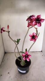 Planta Simples 3268 – 35cm – 03 anos - Imagem 2