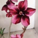 Planta Simples 3268 – 35cm – 03 anos