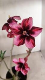 Planta Simples 3268 – 35cm – 03 anos