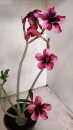 Planta Simples 3268 – 35cm – 03 anos - Imagem 9