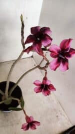 Planta Simples 3268 – 35cm – 03 anos - Imagem 5