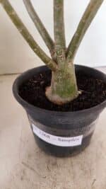 Planta Simples 3268 – 35cm – 03 anos - Imagem 8