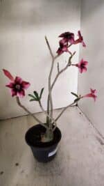 Planta Simples 3268 – 35cm – 03 anos - Imagem 7