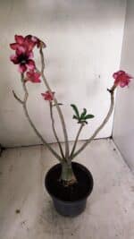 Planta Simples 3268 – 35cm – 03 anos - Imagem 6