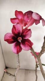 Planta Simples 3268 – 35cm – 03 anos - Imagem 3