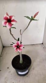 Planta Simples 3269 – 30cm – 02 anos - Imagem 2