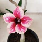 Planta Simples 3269 – 30cm – 02 anos