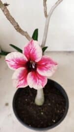 Planta Simples 3269 – 30cm – 02 anos